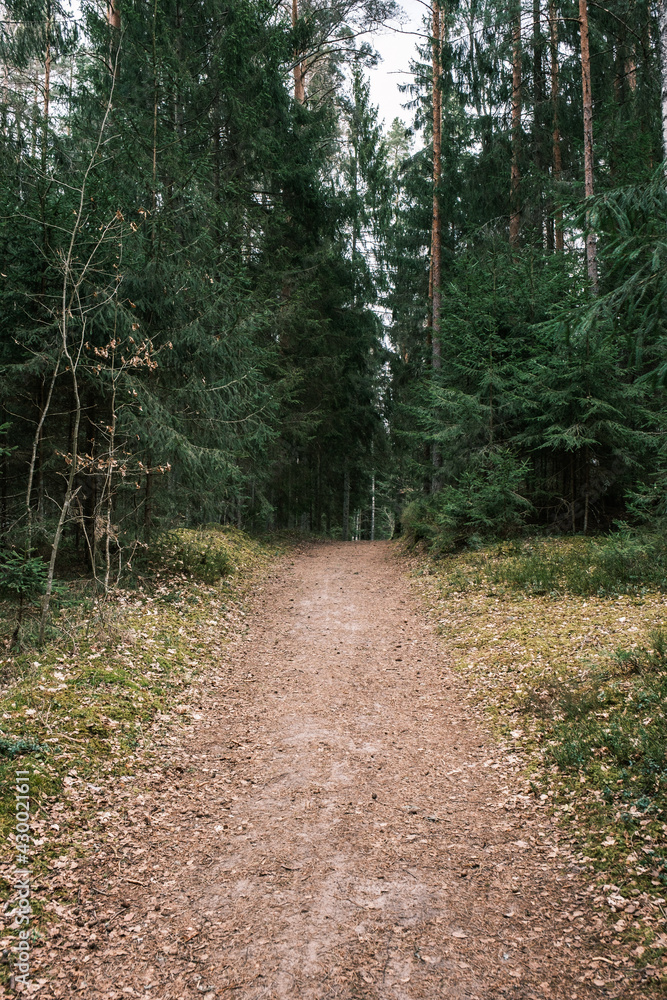 Fototapeta premium beautiful gravel road footpath in the spring forest