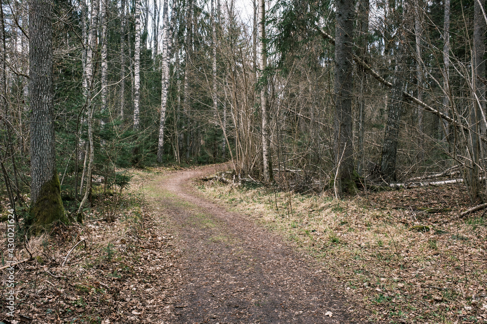 beautiful gravel road footpath in the spring forest