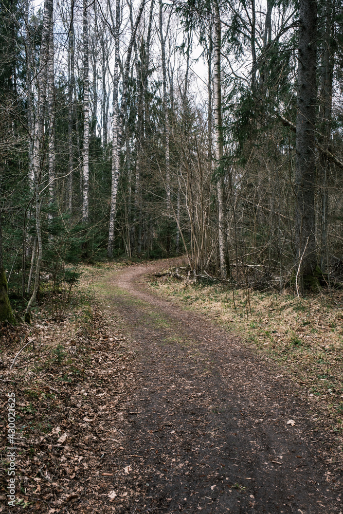 beautiful gravel road footpath in the spring forest beautiful gravel road footpath in the spring forest