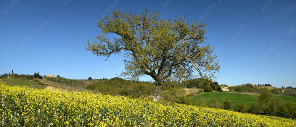 Fototapeta premium Tuscan landscape with isolated tree in a field of yellow canola flowers and stunning blue sky. Beautiful Tuscan landscape near Castellina in Chianti, (Siena). Italy