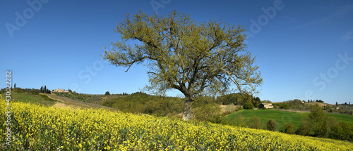 Tuscan landscape with isolated tree in a field of yellow canola flowers and stunning blue sky. Beautiful Tuscan landscape near Castellina in Chianti, (Siena). Italy