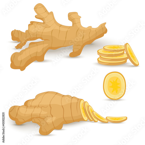 Set of fresh ginger root on white background. Vegan food vector icons in a trendy cartoon style. Healthy food concept for design.