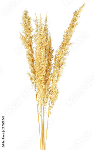 Yellow spikelets isolated on a white background. Bulrush.