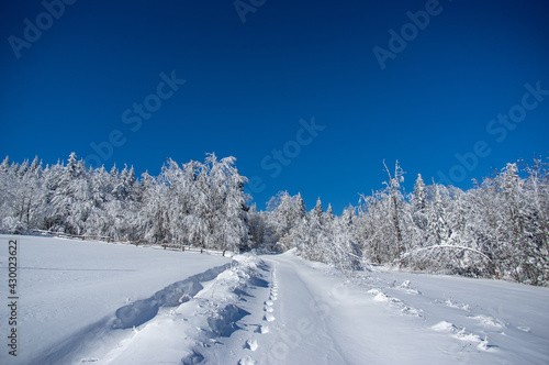 Winter snow forest trail view. Snowy winter forest road © onyx124