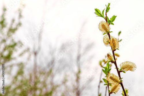 Spring natural background  with space for text. The blooming willow of a warm yellow color is close-up shimmering in the sun  against the background of trees and the sky. Palm Sunday and Easter.