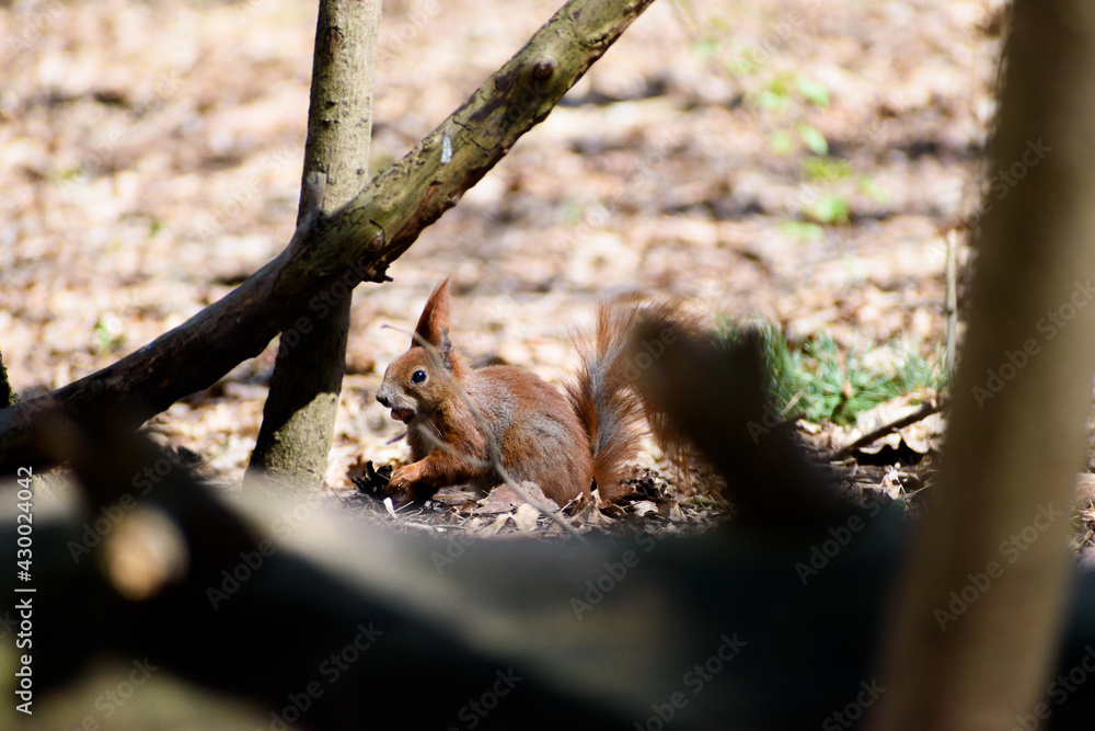 Obraz premium Wiewiórka