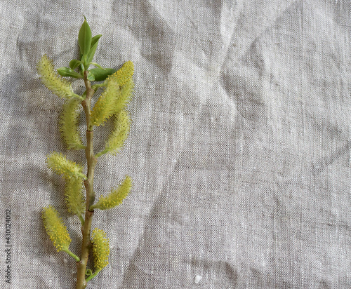 willow branch in a vase on a gray drapery
