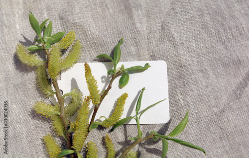 willow branch in a vase on a gray drapery

