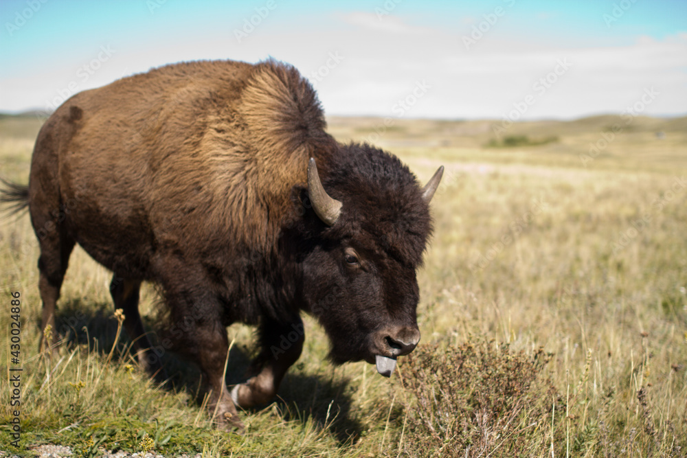 Wild Roaming Buffalo Grazing on Grass Wild Roaming Buffalo Grazing on Grass