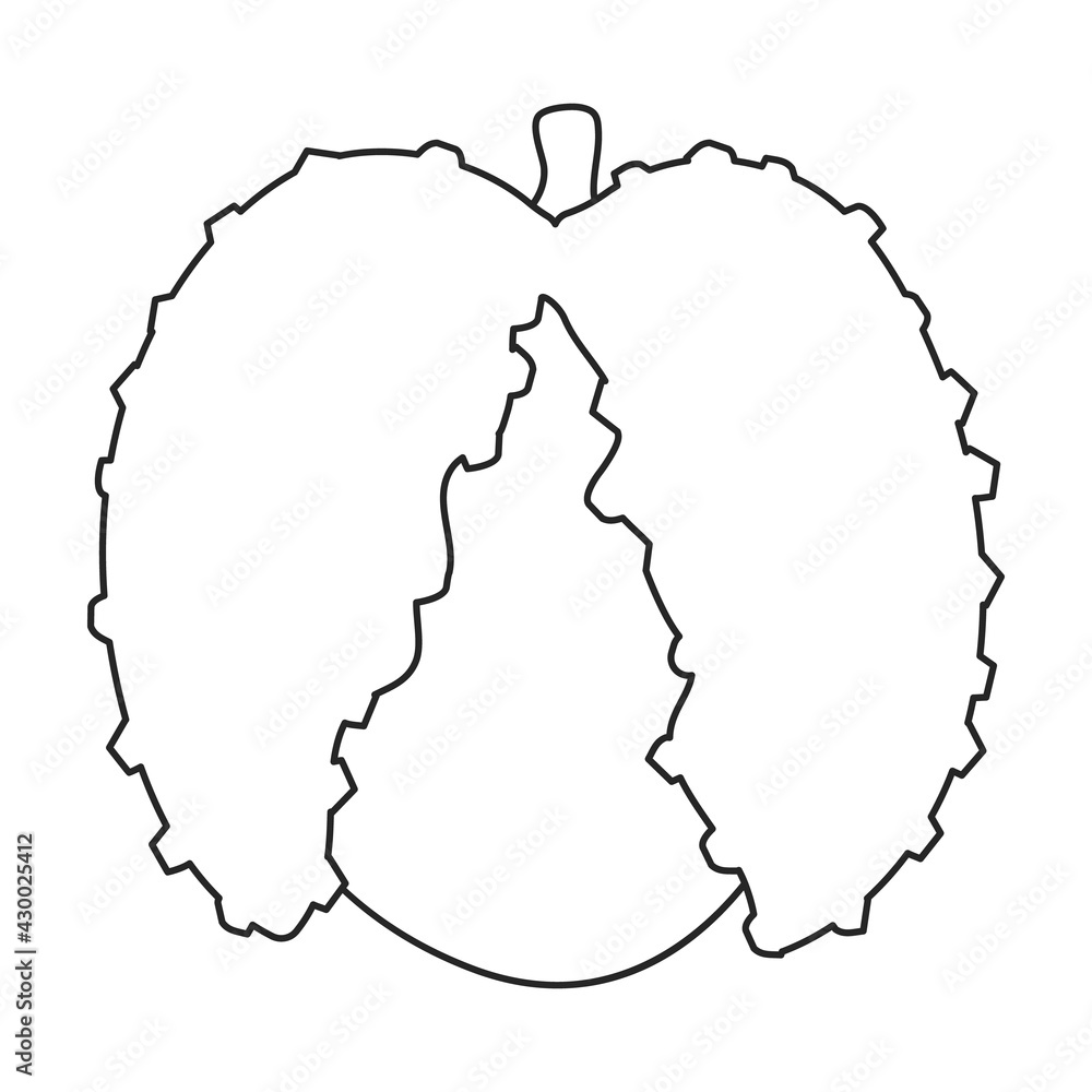 Lychee vector outline icon. Vector illustration litchi on white background. Isolated outline illustration icon of lychee . Lychee vector outline icon. Vector illustration litchi on white background. Isolated outline illustration icon of lychee .