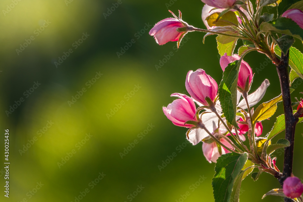 Obraz premium Fresh pink flowers of a blossoming apple tree with blured background