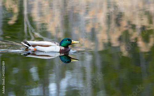 Duck on a lake in spring in the Canadian forest, Quebec
