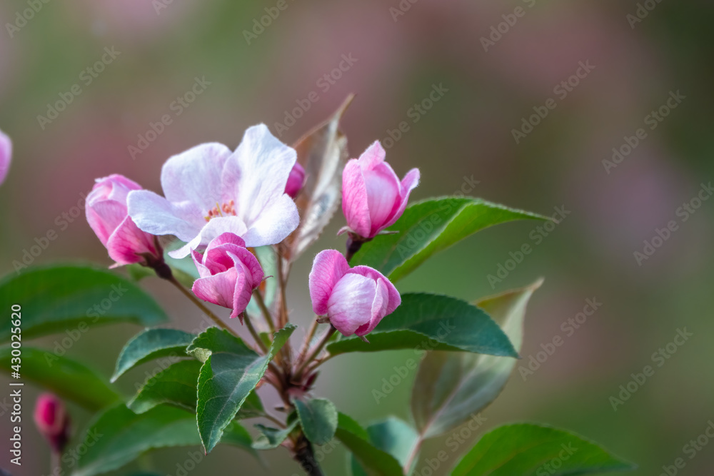 Fresh pink flowers of a blossoming apple tree with blured background Fresh pink flowers of a blossoming apple tree with blured background