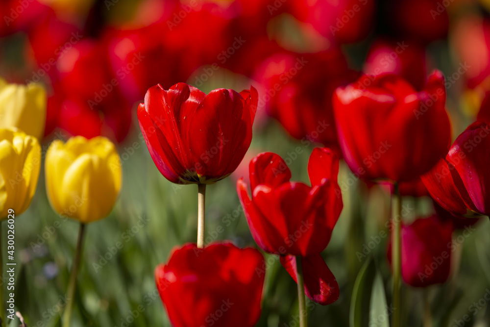 Rote tulpen und eine gelbe blume