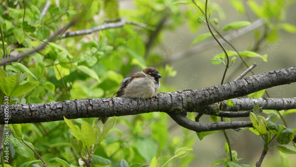 Naklejka premium bird resting on a beautiful green tree.