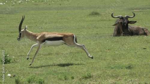 two males of Thomson's gazelle photo