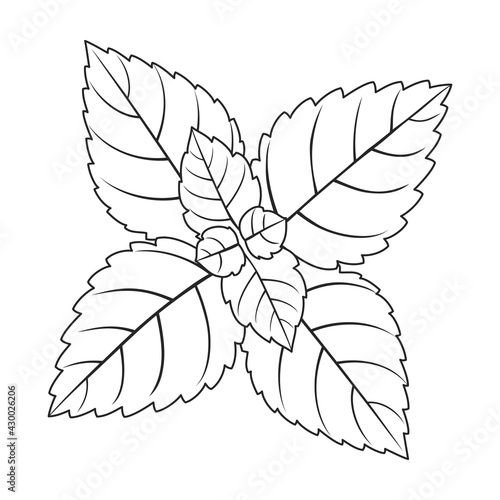 Mint leaf vector outline icon. Vector illustration liaf peppermint on white background. Isolated outline illustration icon of mint. photo