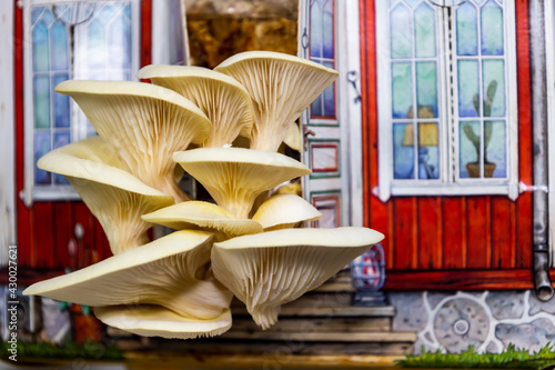 Pleurotus citrinopileatus cute mushroom house home growing photo