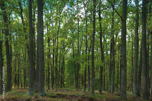 Fototapeta Naklejka Na Ścianę i Meble -  Green forest with rhythmic trees