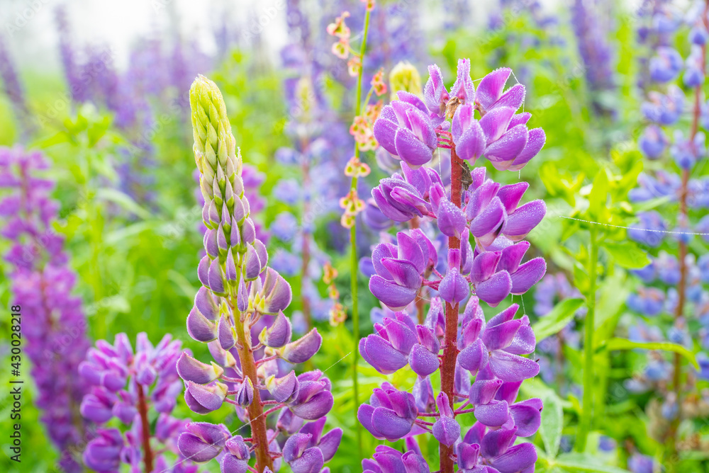 Obraz premium Lupine field with pink, purple and blue flowers. purple lupine color.