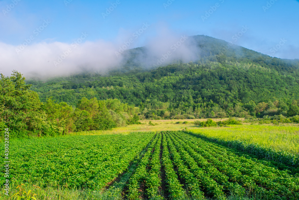 countryside. field of agriculture near the mountains.