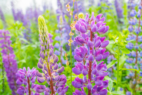 Lupine field with pink  purple and blue flowers. purple lupine color.