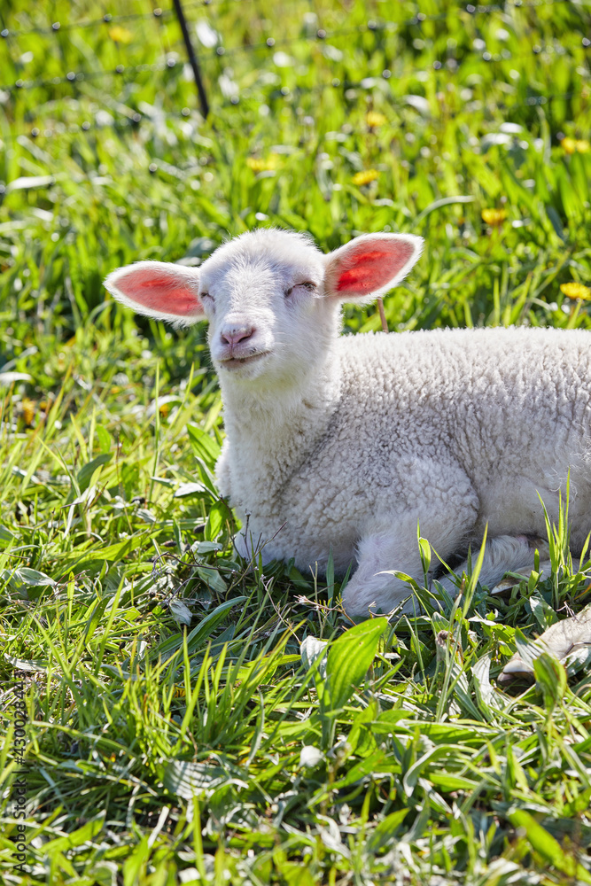 agneaux folâtrant dans un pré en Belgique au printemps  