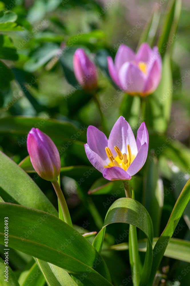 Tulipa saxatilis bright pink yellow flowering cretan tulip flowers, springtime beautiful ornamental rock plants in bloom Tulipa saxatilis bright pink yellow flowering cretan tulip flowers, springtime beautiful ornamental rock plants in bloom