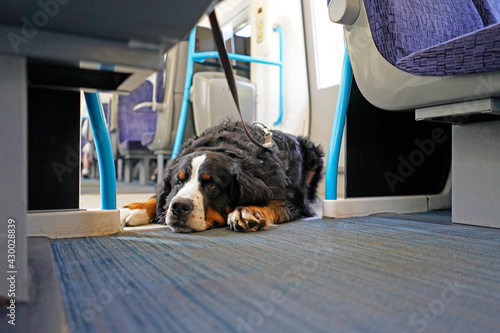 Taking a train with large dog