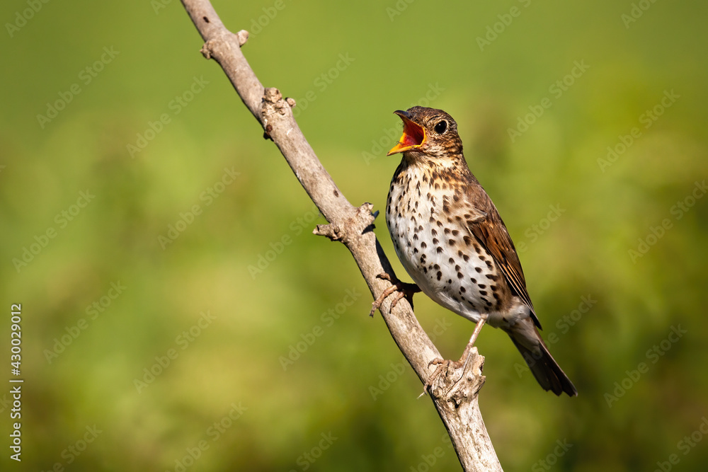 Song thrush singing on branch in sunlight with copy space