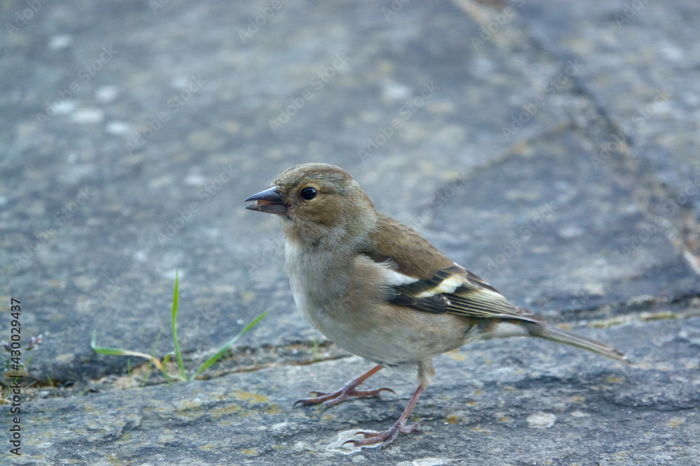 a female chaffinch feeding beneath a wooden bird table a female chaffinch feeding beneath a wooden bird table