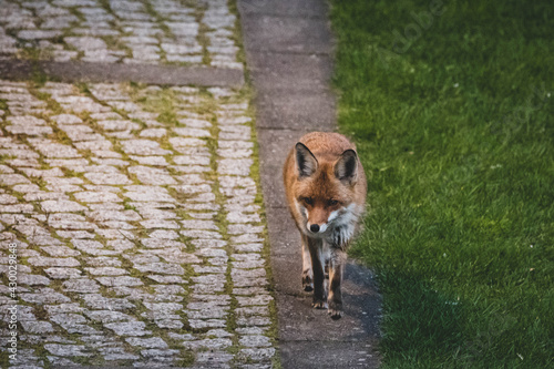 Fuchs Fähe Nachwuchs Stadttier