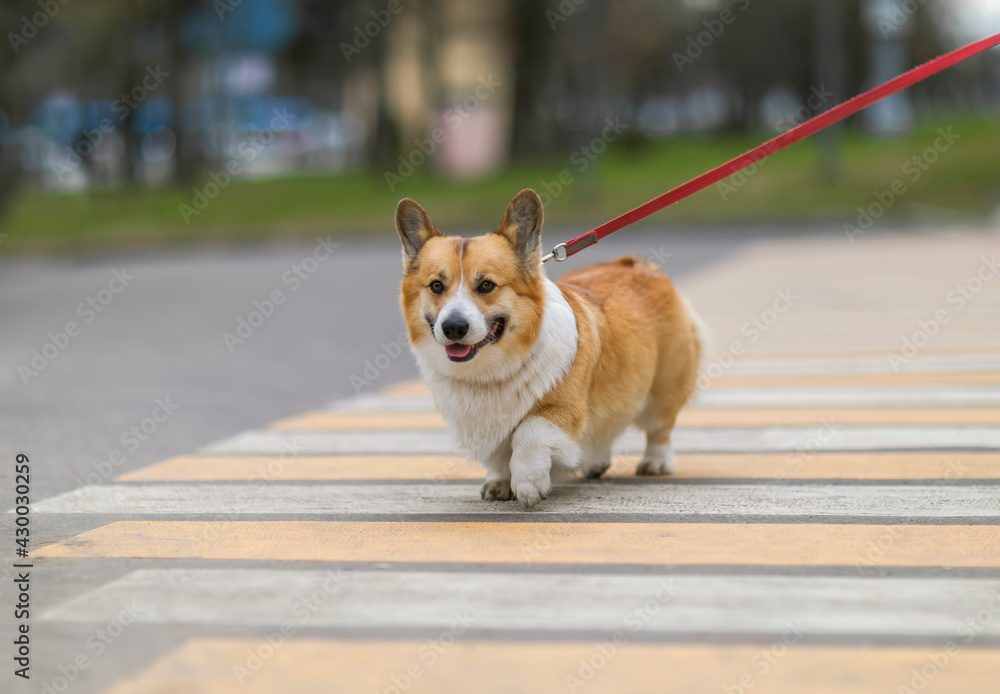 Fototapeta premium funny puppy corgi dogs on a leash correctly cross the road at a pedestrian crossing in the city