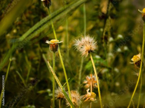 dandelion in the grass © CYBER_KING