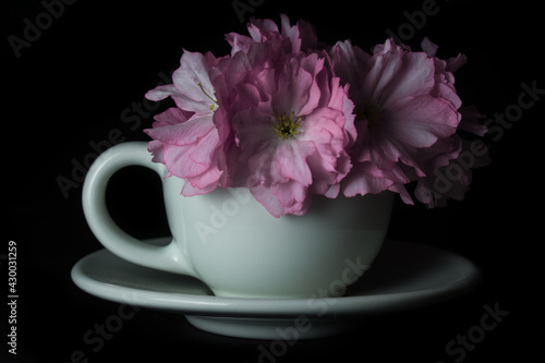 Spring in a cup creative concept. Cherry blossom in a coffee cup. Black background. 
