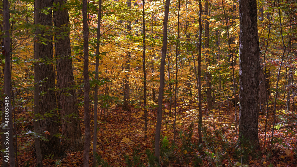 Fototapeta premium autumn forest in the morning