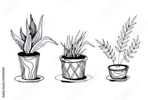 Illustration of indoor flowers on a white background. Graphics. Line drawing