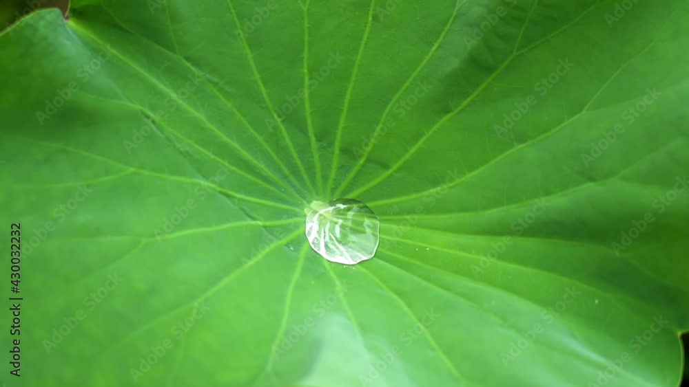 A crystal clear drop of water dripping into a large lotus leaf A crystal clear drop of water dripping into a large lotus leaf