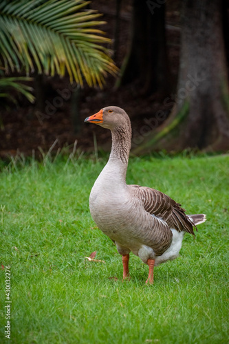 portrait Duck in a park, duck in a zoo. Exotic goose in farm