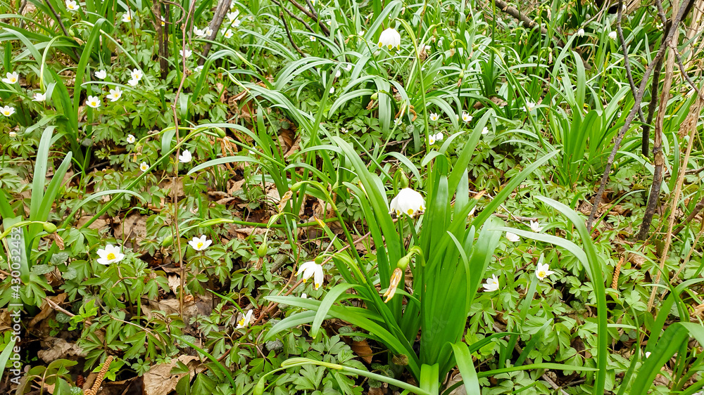Leucojum vernum, called spring snowflake in the wild. Leucojum vernum, called spring snowflake in the wild.