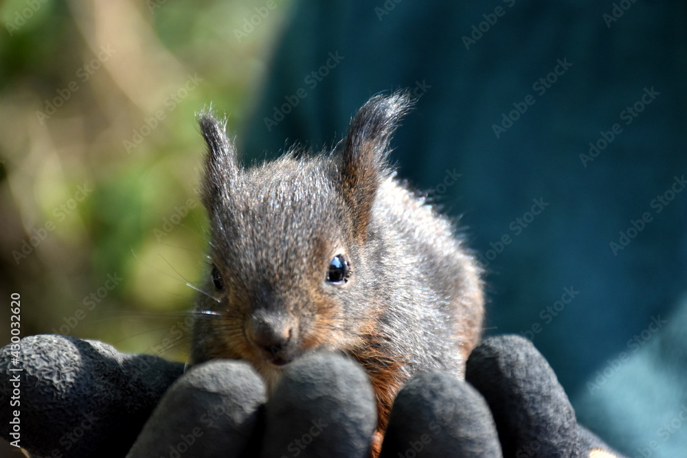 Obraz premium Junges Eichhörnchen in einer Hand