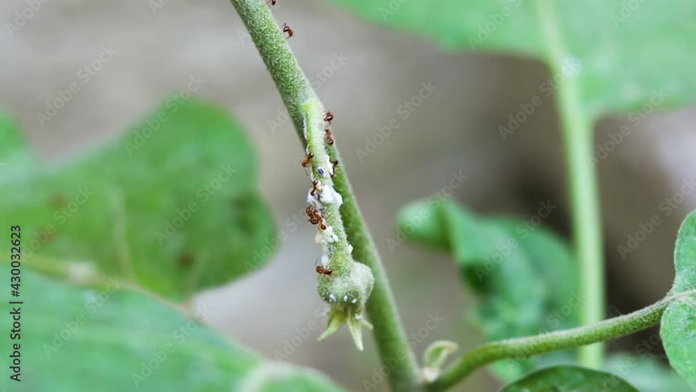 A newborn eggplant attacked by ants and mealybugs close up view A newborn eggplant attacked by ants and mealybugs close up view