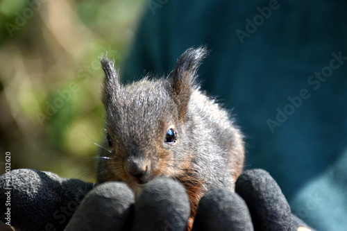 Junges Eichhörnchen in einer Hand © christiane65