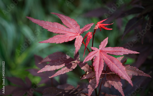 Young red leaves of Japanese maple Acer Palmatum Atropurpureum unfold in early spring on blurred leaves background. Close-up. Selective focus. photo