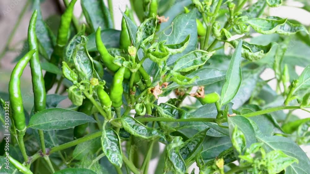 Green organic chili pepper in the garden close up with flowers and leaves Green organic chili pepper in the garden close up with flowers and leaves