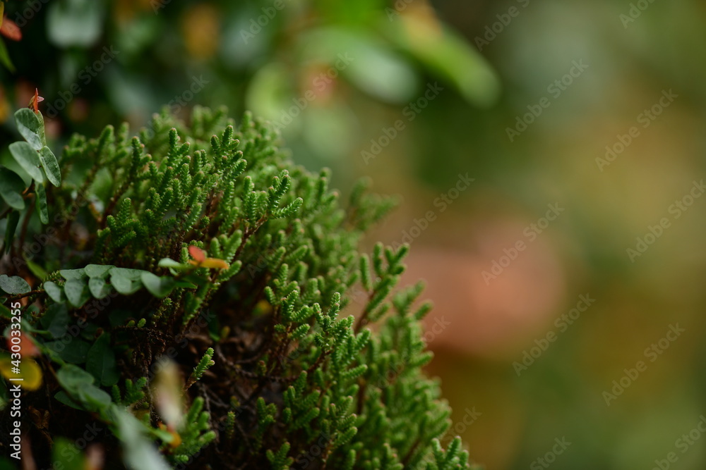 planta planta