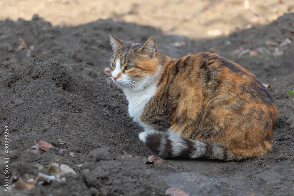 A beautiful three-colored cat in the garden A beautiful three-colored cat in the garden