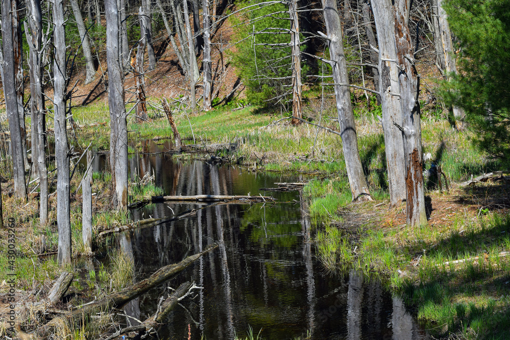 a stream flows through the wilderness of new england a stream flows through the wilderness of new england