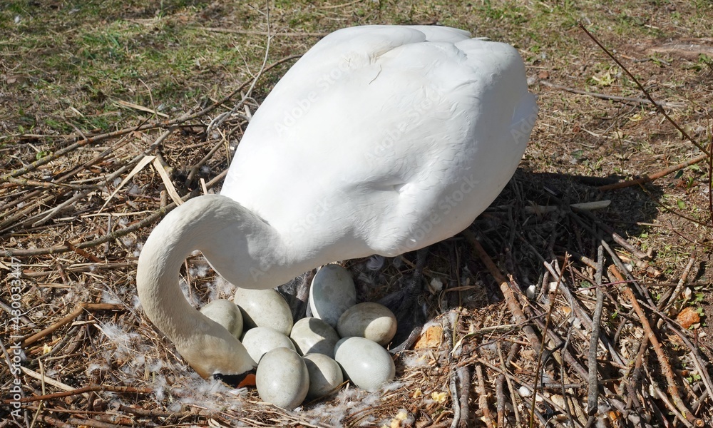 Obraz premium Schwan mit Eiern - Ei wird bewegt