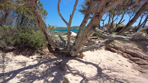 Liscia Ruja è certamente una delle spiagge più grandi della affacciata su un piccolo golfo chiuso in lontananza dalle spiagge di Capriccioli.